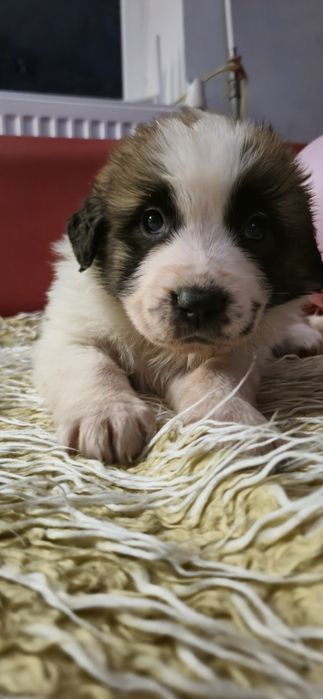 Bernardyn Szczeniaki