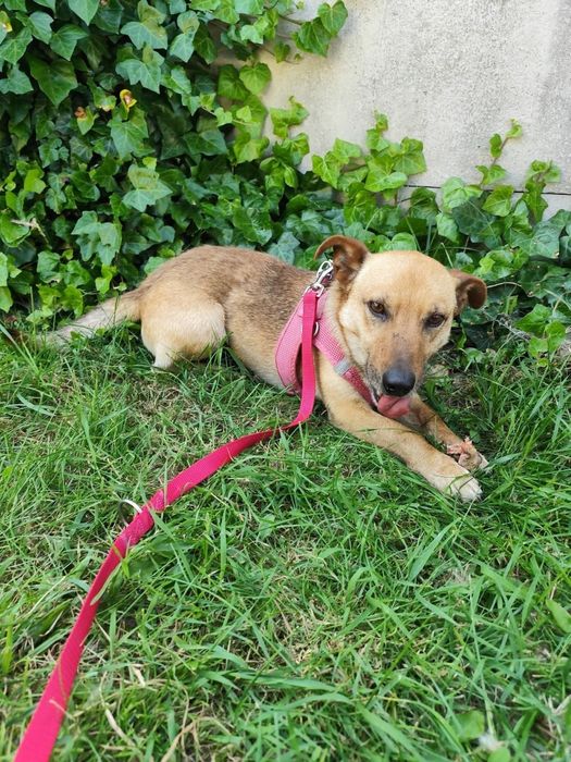 Cudowny uroczy piesek Iwo