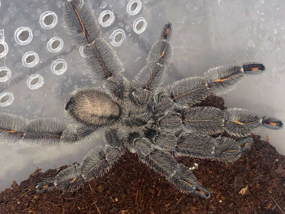 Psalmopeus Irminia samiec świeży