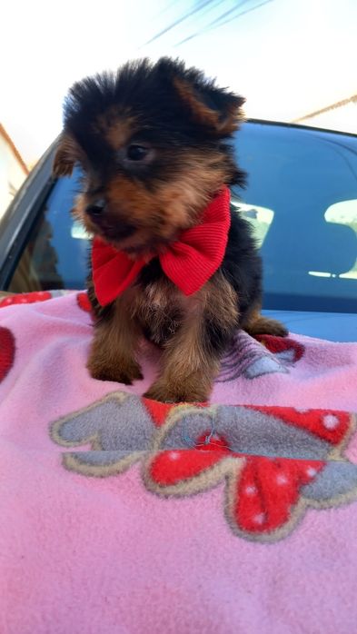 Yorkshire terrier  macho mini