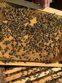 Продам бджолосім‘ї Бджоли Вулики