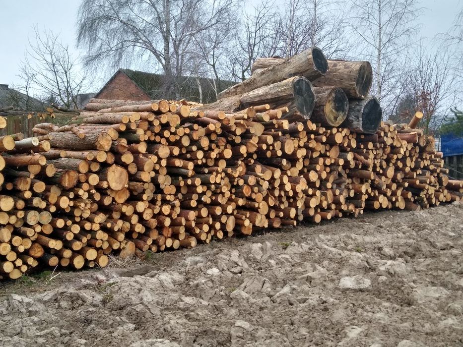 Drewno drzewo opałowe sosna dąb brzoza akacja buk