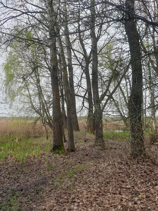 Ділянка 1.7 ГА з виходом в Київське море, Толокунь, ліс, фарватер