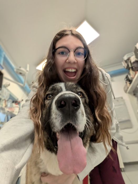 AVALIAÇÃO GRÁTIS!- Treino de cães e Comportamento Canino