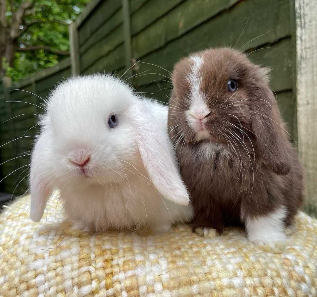 KIT Coelhos anões orelhudos, mini lop super dóceis e brincalhões