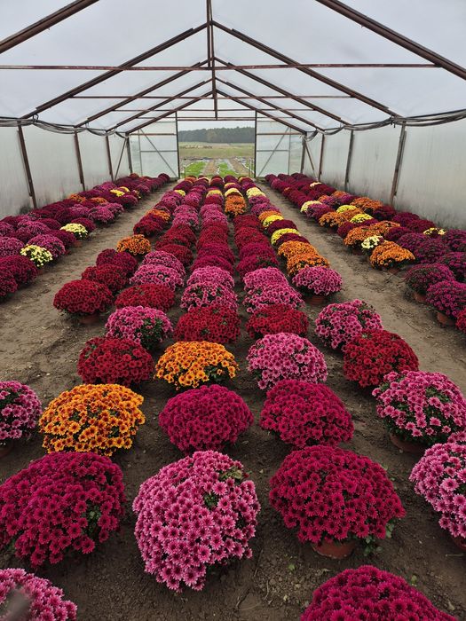 Chryzantema doniczkowa