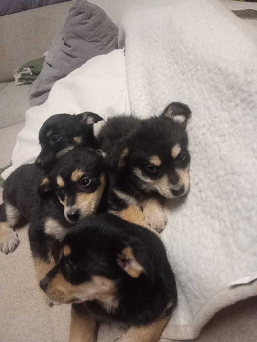 Szczeniaki kundelki