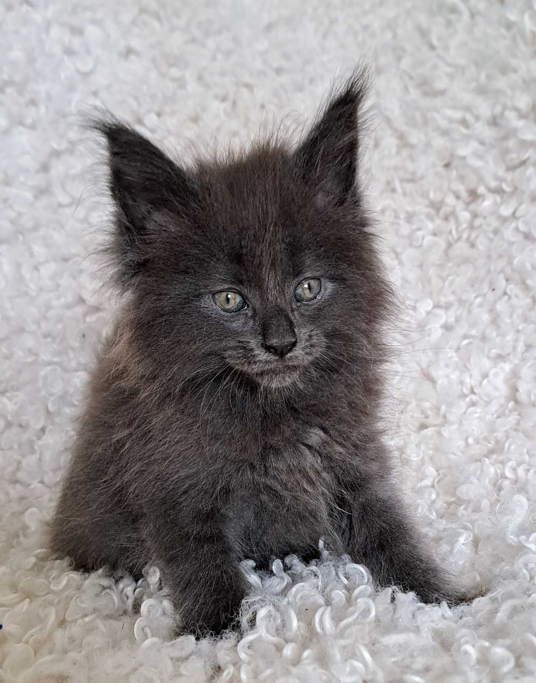 Puchaty pieszczoch Maine Coon