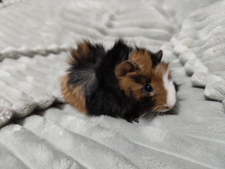 Świnka morska. Kawia domowa rozetka