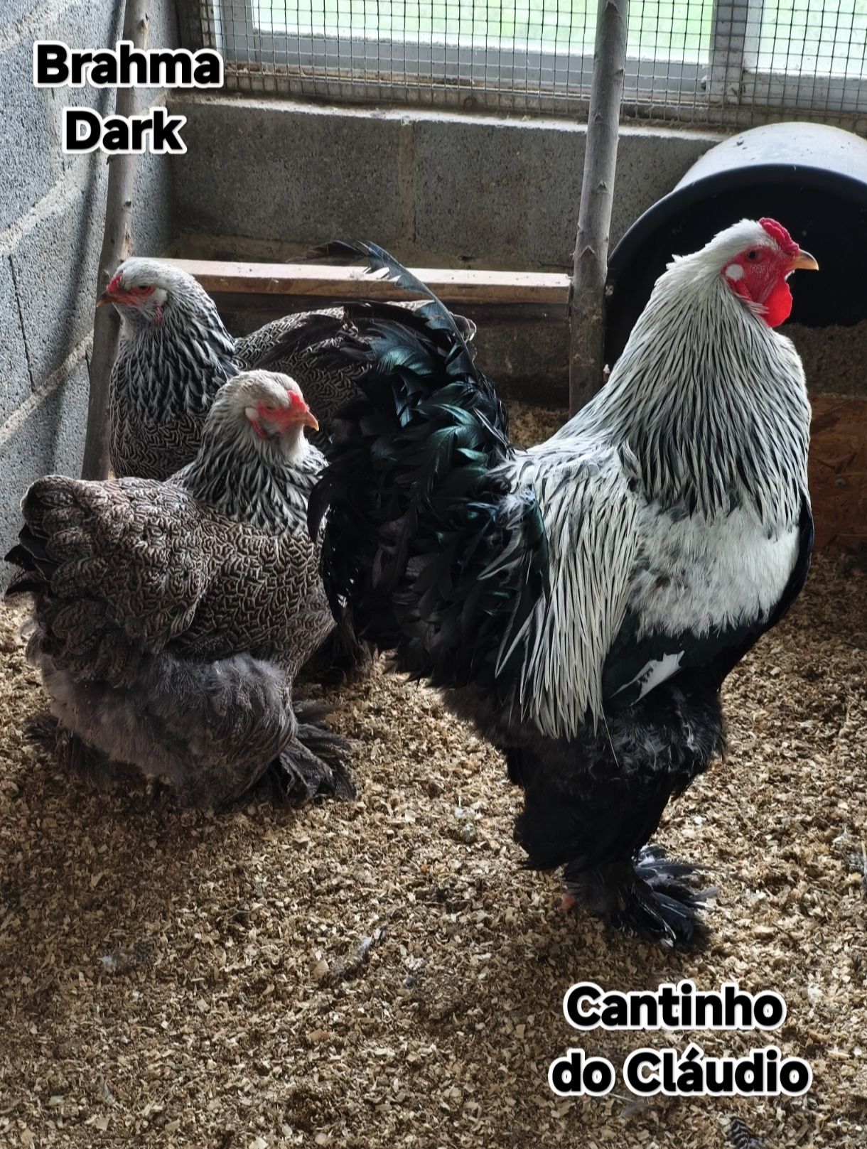 Ovos galados de galinhas de raça pura