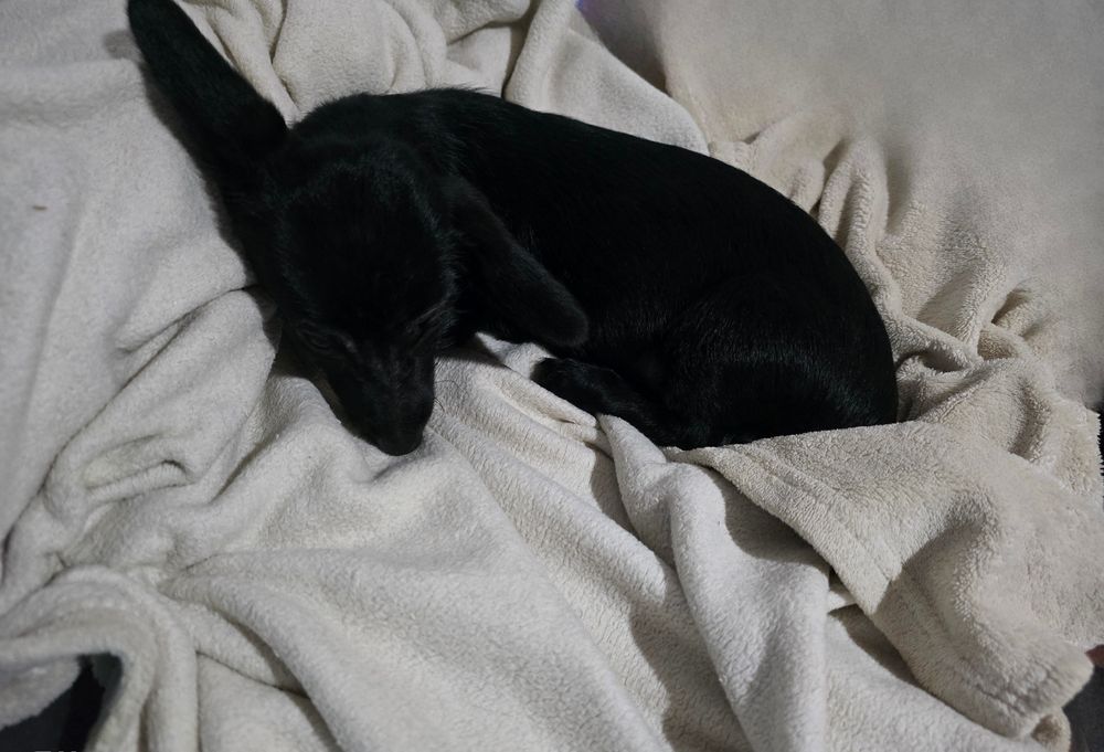 Menina Para adoção