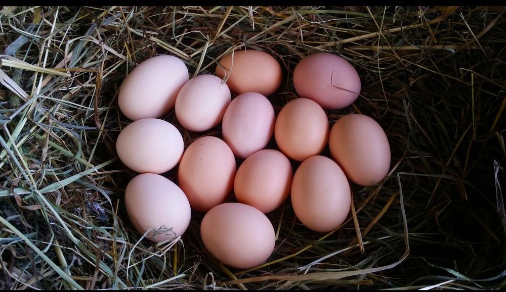 Jajka wiejskie świeże