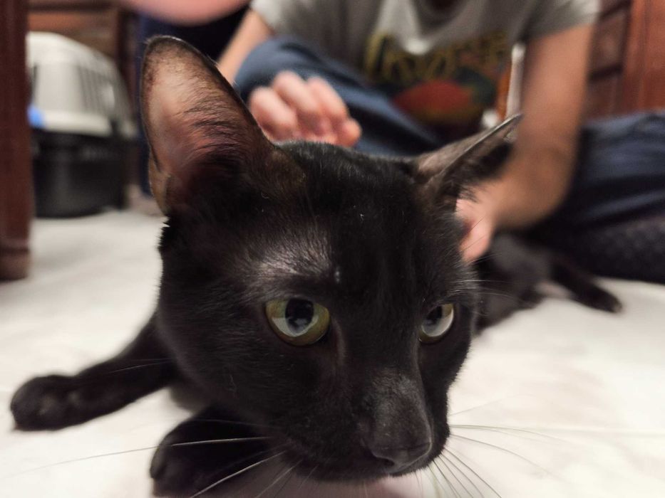 O Lucky e o Tofu são gatinhos jovens que precisam de um lar- Urgente.