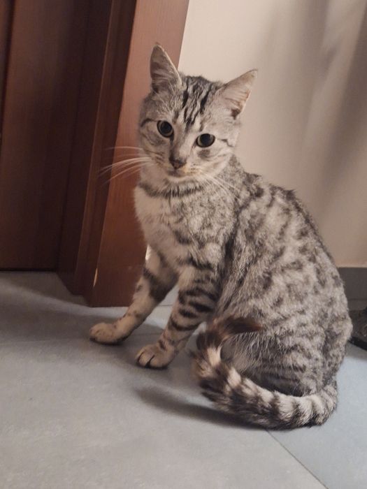 3 letni kocurek Filip