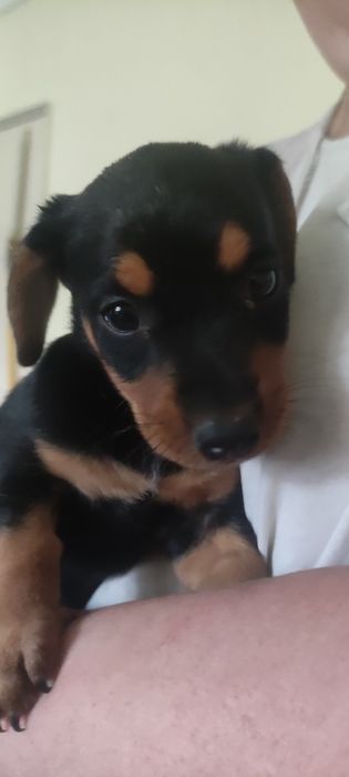 Продам щенка чистокровна такса