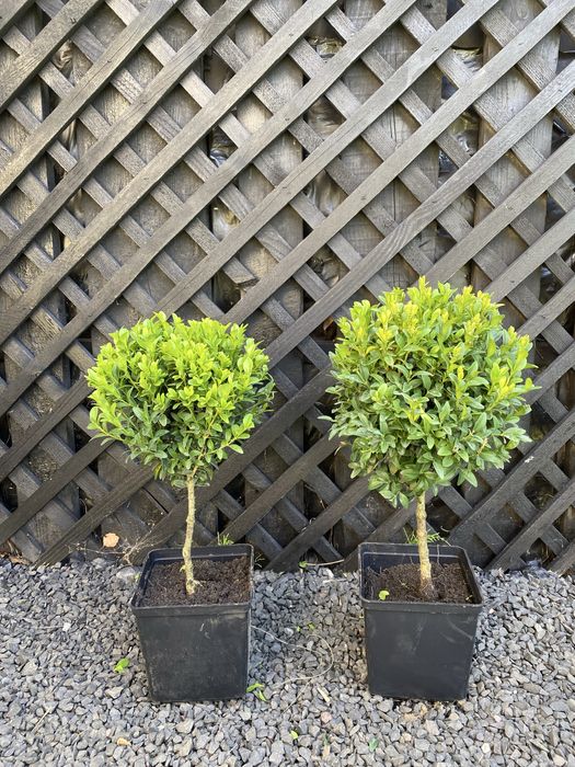 Туя на штамбі Самшит на штамбі Бересклет на штамбі Вейгела на штамбі