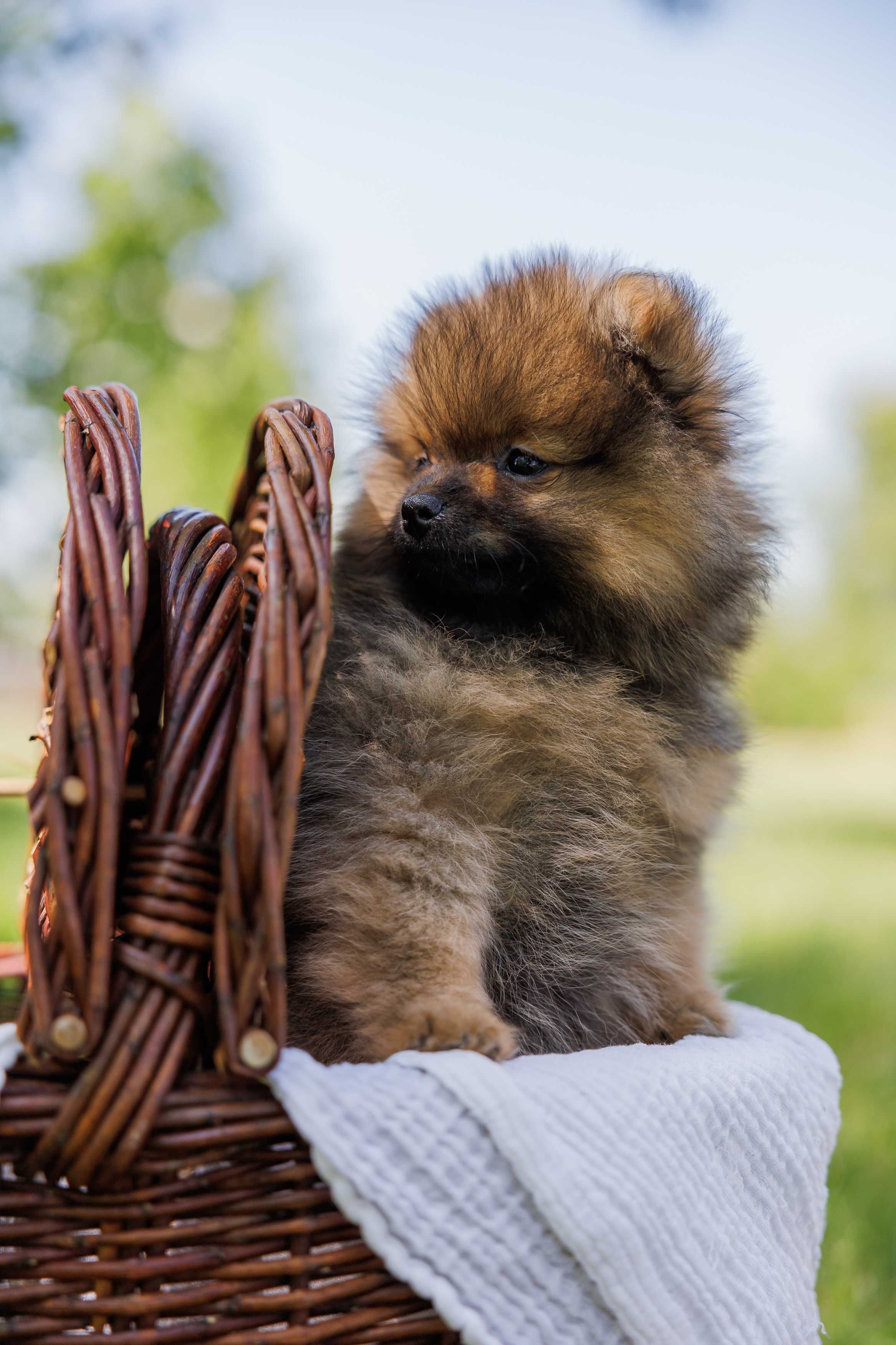 Szczeniak Pomeranian Szpic Miniaturowy FCI/ZKwP