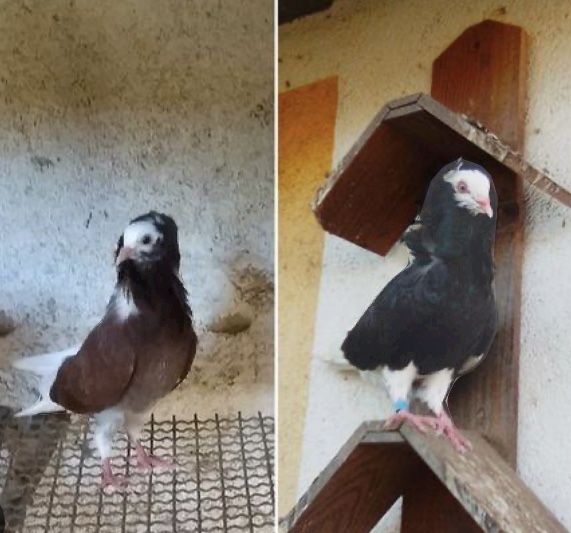 Pombos de ornamentacao