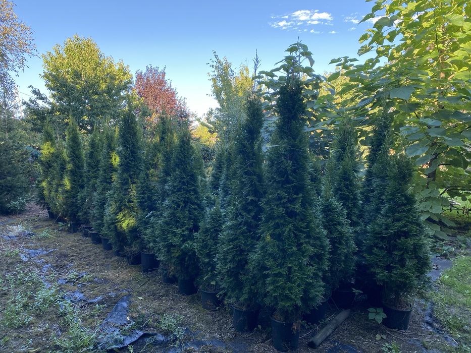 Tuja szmaragd w donicach 180-200 cm