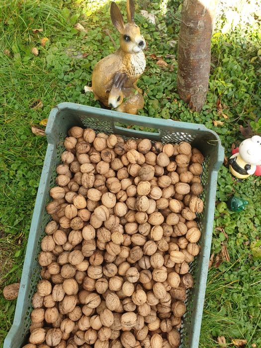 Orzechy włoskie 10 kg świeże