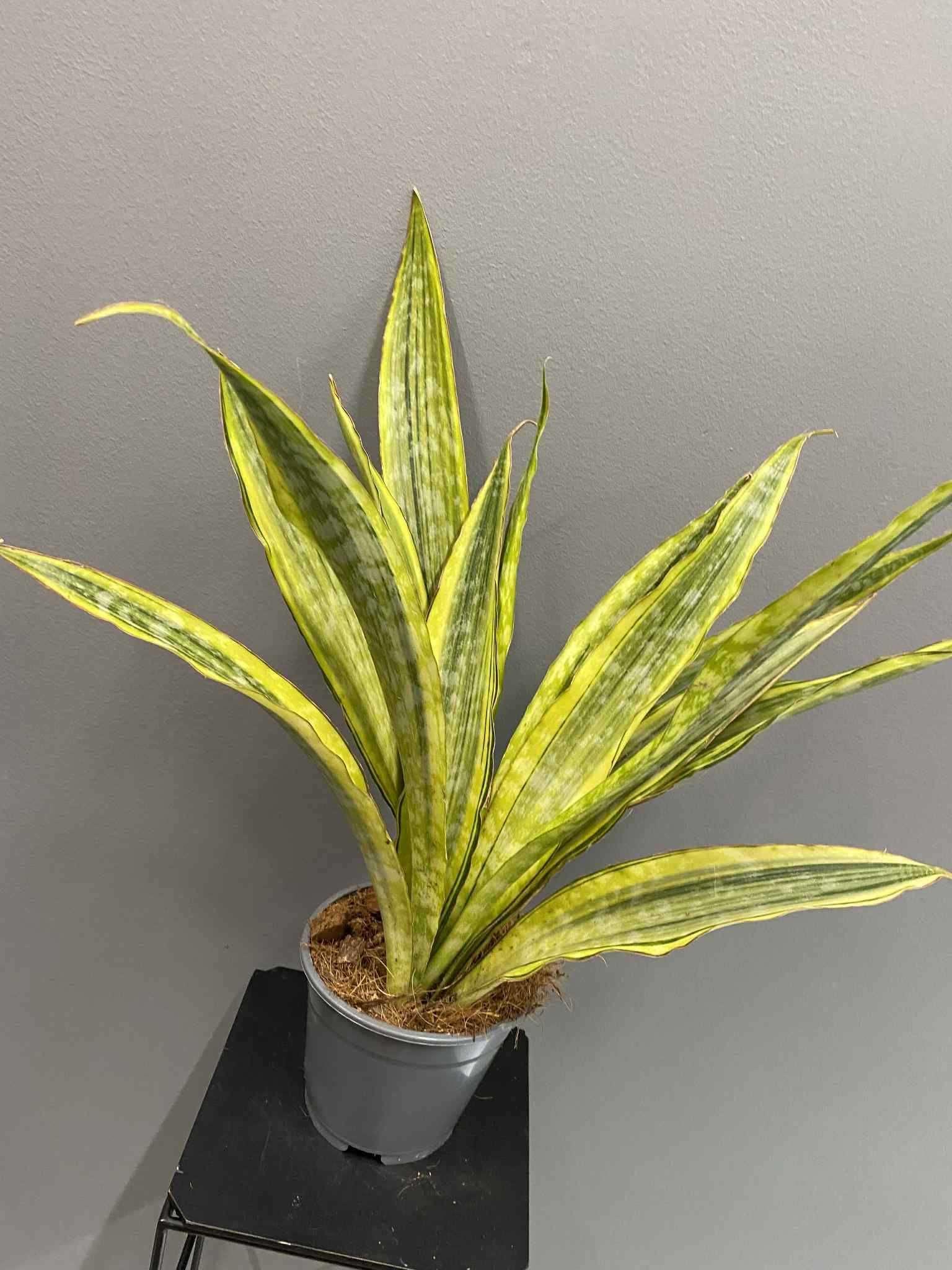 Sansevieria Aubrytniana Lauren