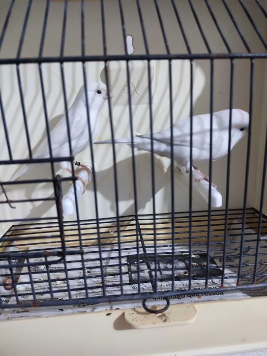 Casal de canários Brancos 2025