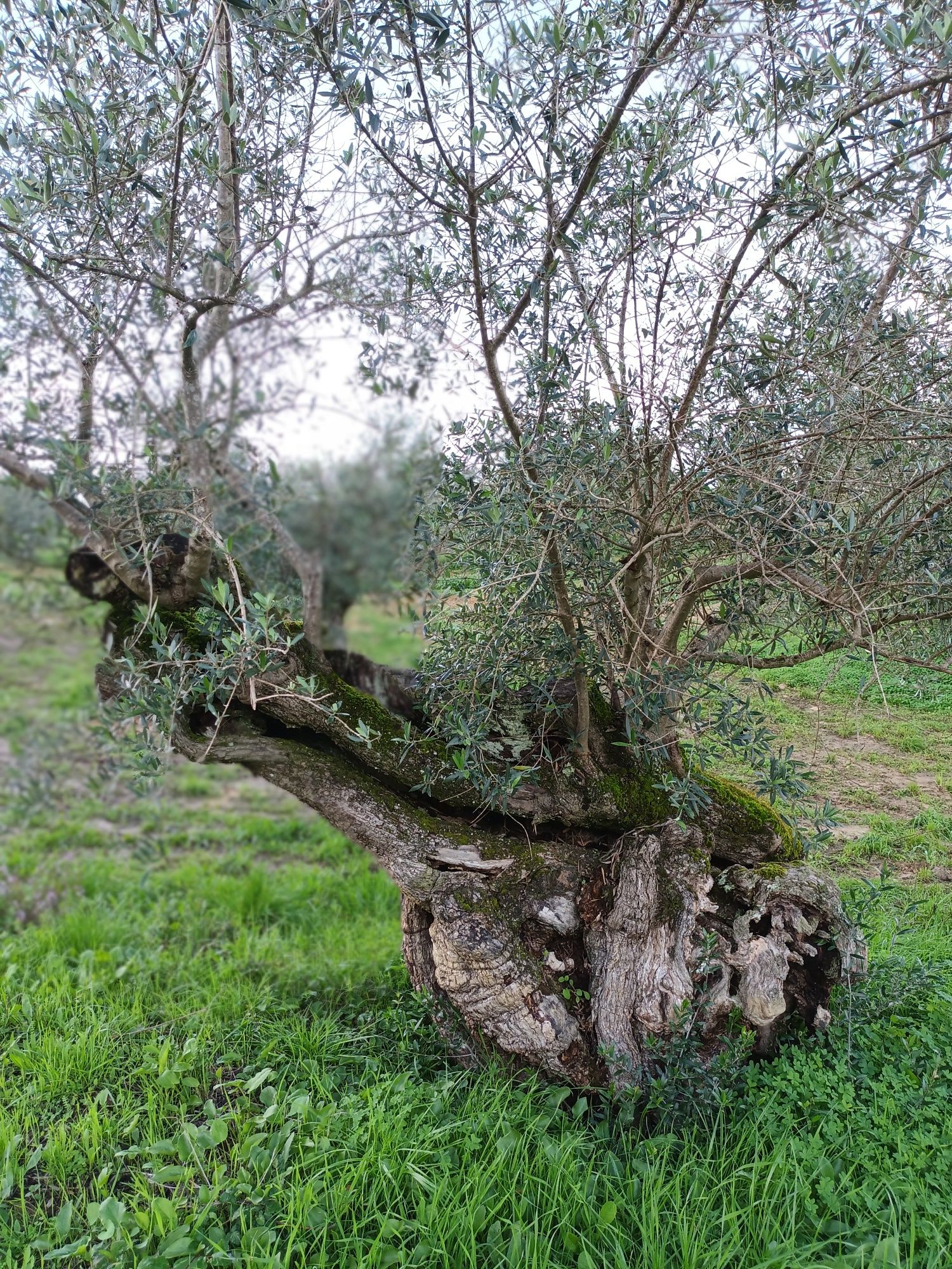 Oliveiras centenárias