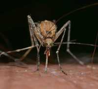 Opryski na komary,muchy,kleszcze,meszki,pająki