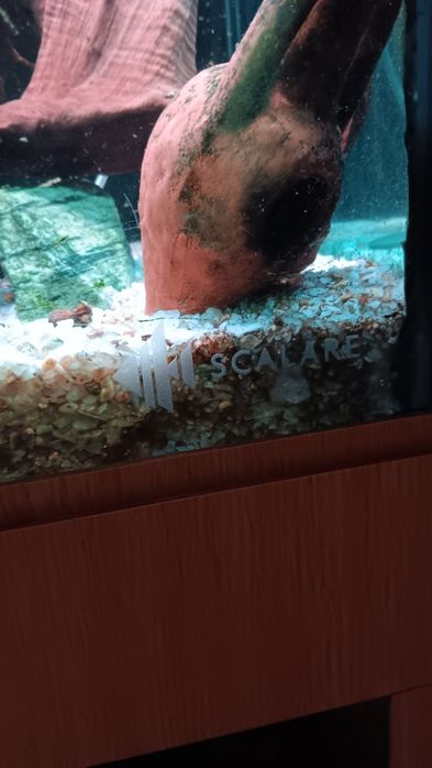 Aquario scalar 350 litros
