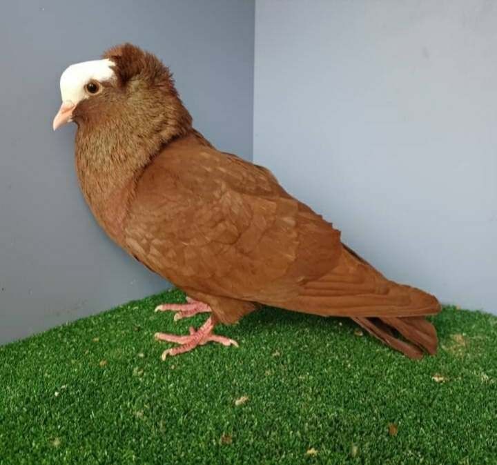 Łysek południowoniemiecki . Łyska