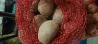 Ziemniaki jadalne Ricarda Bellarosa 25zl za 15kg