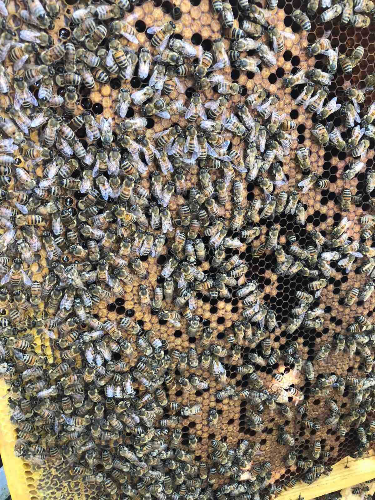 Пасіка, бджолосім'ї, бджолопакети породи Карніка або Бакфаст.