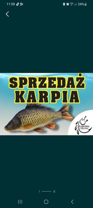 Karp amur sum szczupak jesiotr