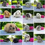 Mini lop metryka 100% rasowy legalna hodowla miniaturka baranek