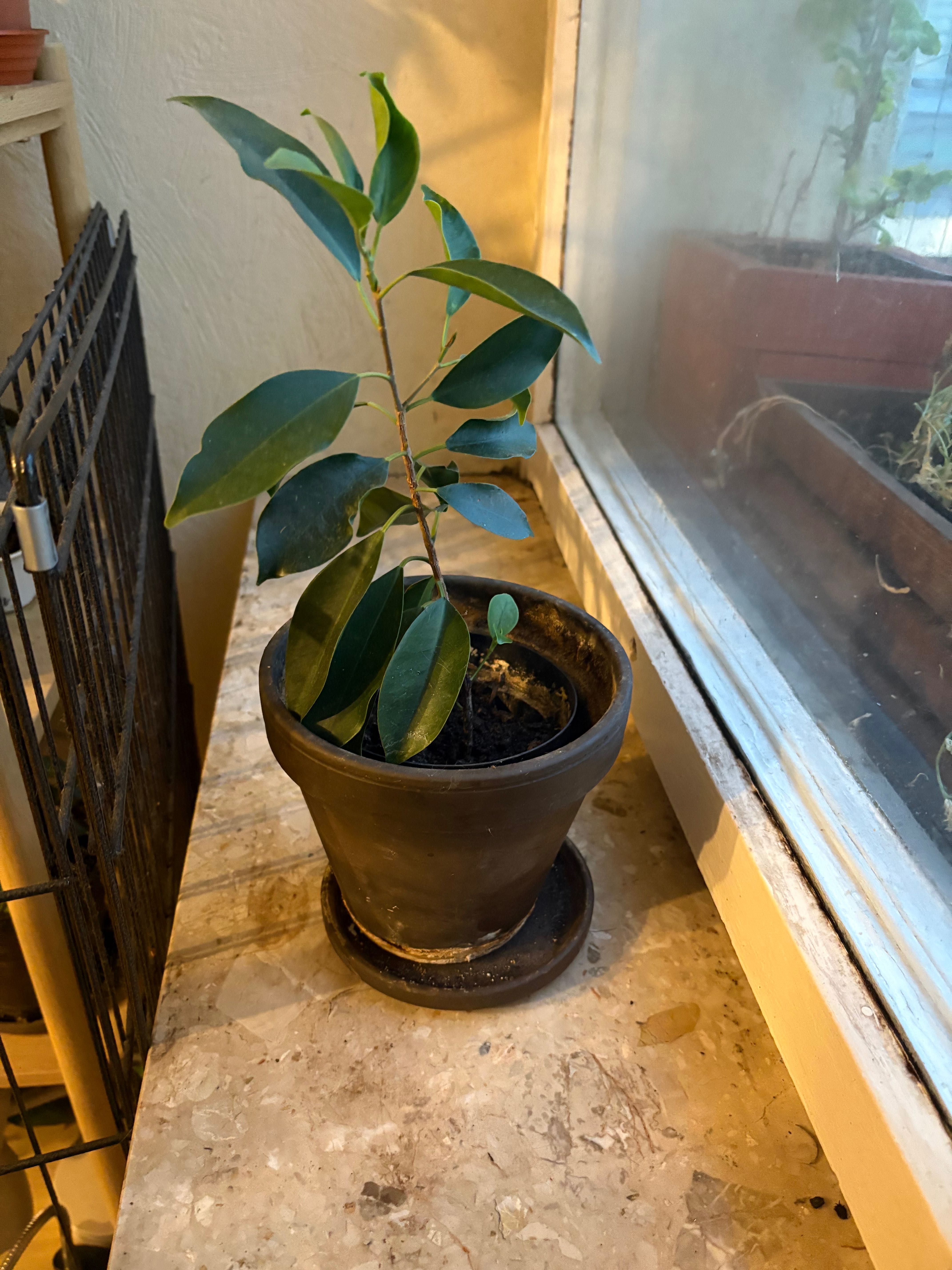 Ficus Benjamina 3 drzewka