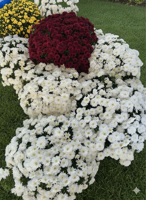 Chryzantemy na Wszystkich Świętych