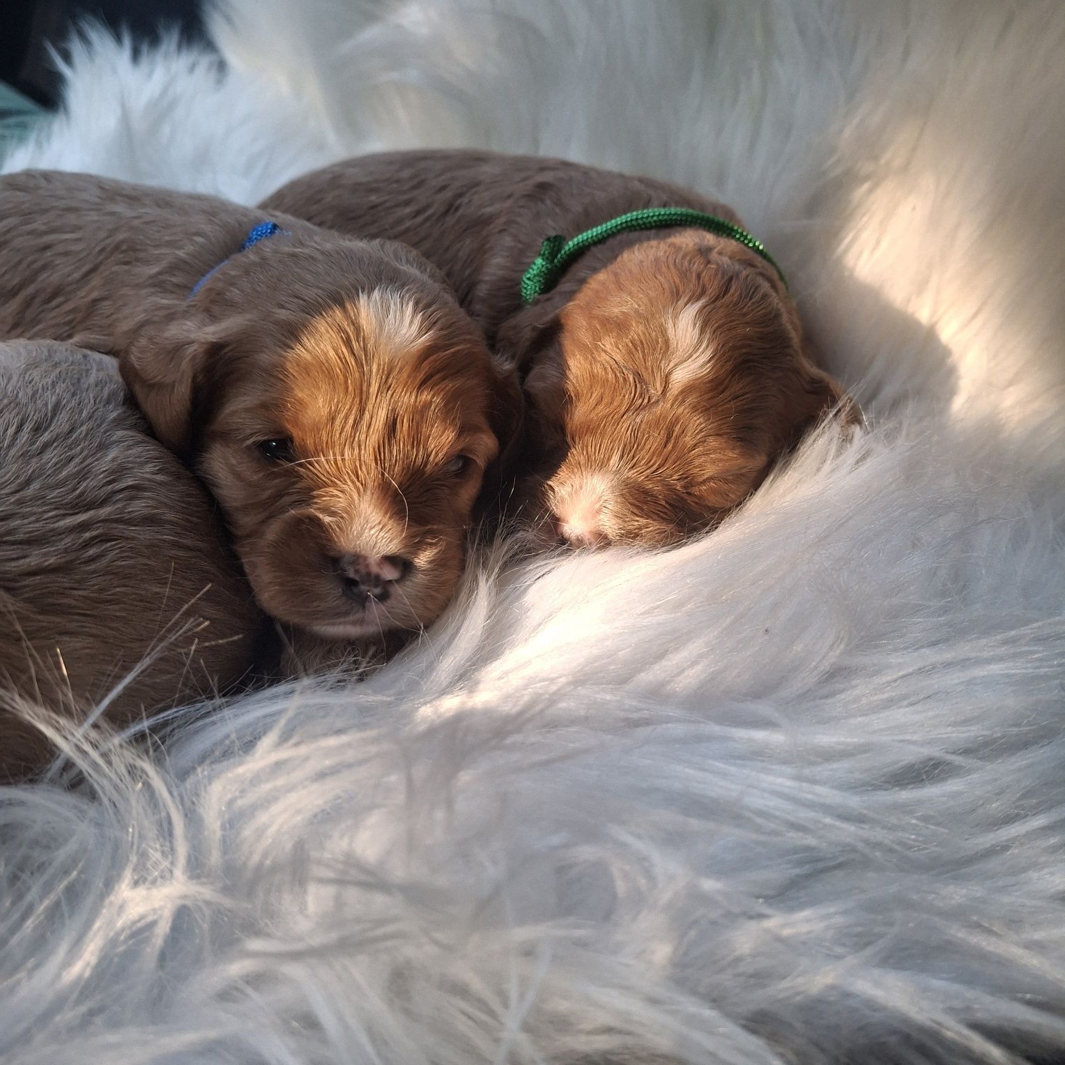 Cavapoo F1 piesek
