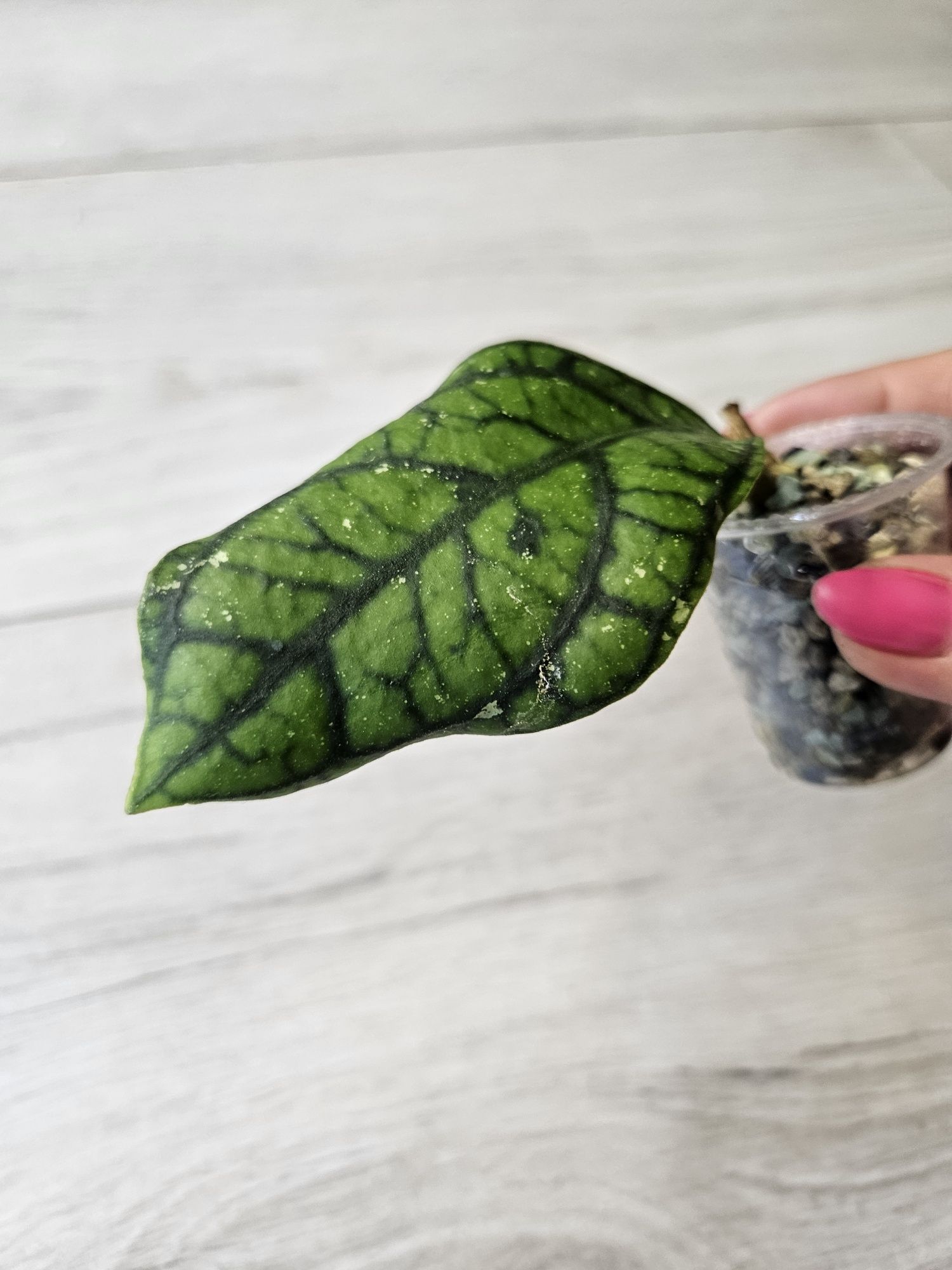 Hoya callistophylla Vena