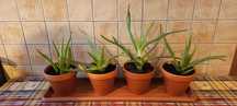 Aloes Vera w Ceramicznej Doniczce
