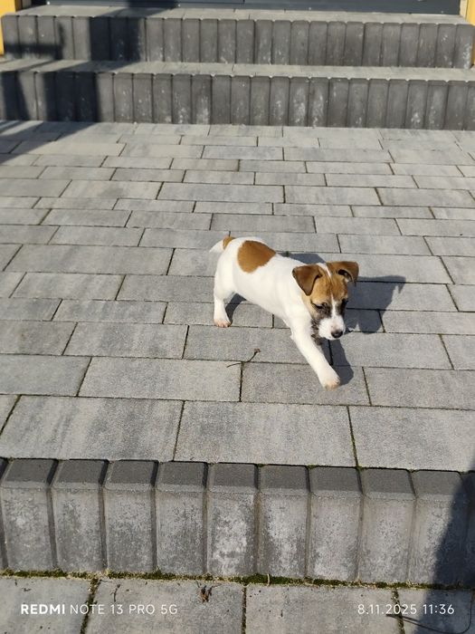 Suczka Jack Russell Terrier wielopokoleniowy pochodzenie