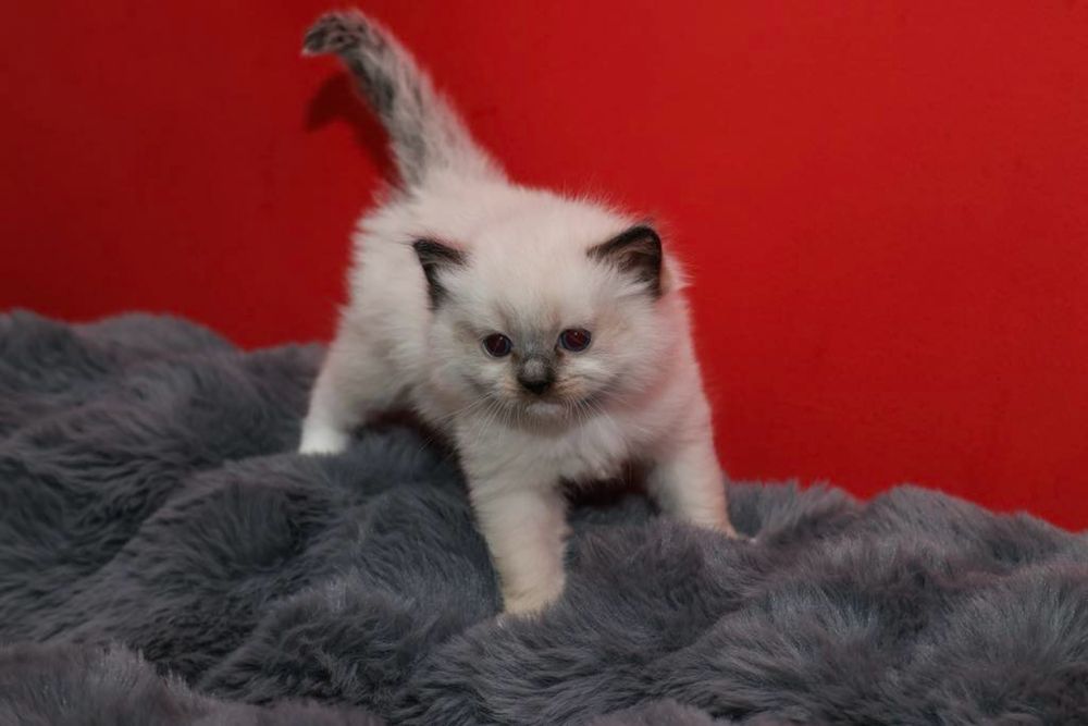 Ragdoll kotka o umaszczeniu seal mitted