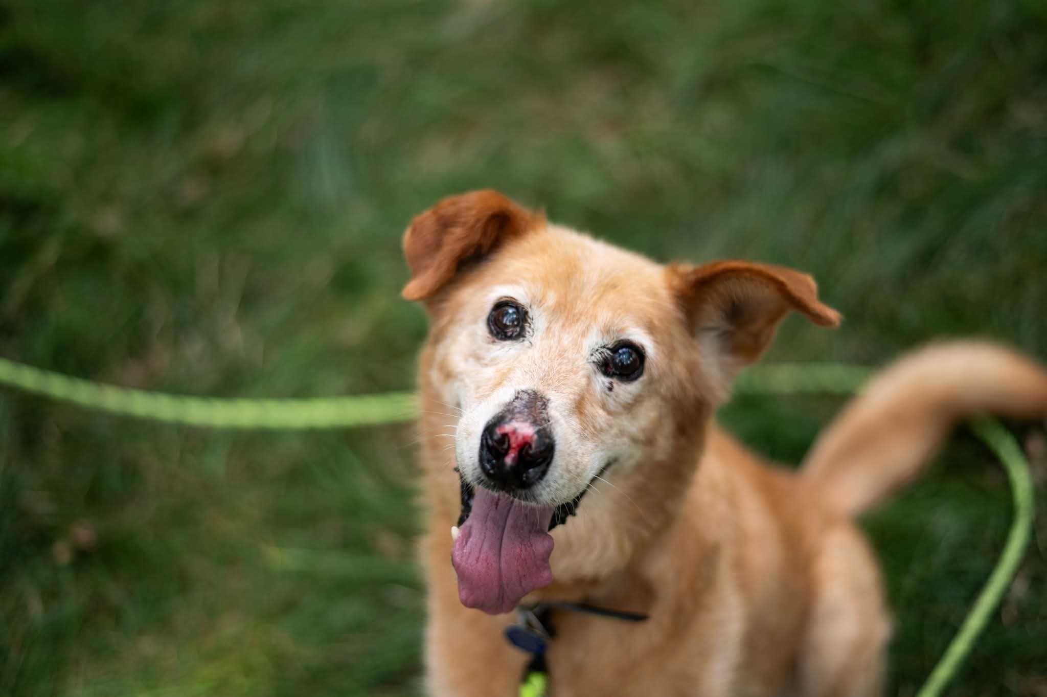 Nosek - rudy slodziak szuka domu ADOPCJA