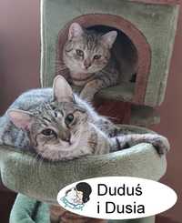 Duduś i Dusia – przytulaśne bure kotki ok. 1 rok