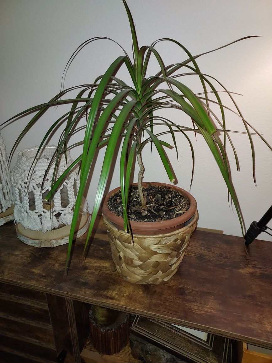 Dracena  kwiat doniczkowy