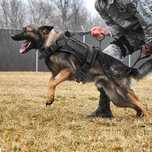 (NOVO) Peitoral Militar Cão * Peitoral tático * Arnês de treino Cão