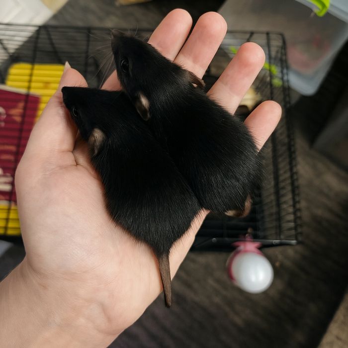 Щури, пацючки дівчата чорні дамбо