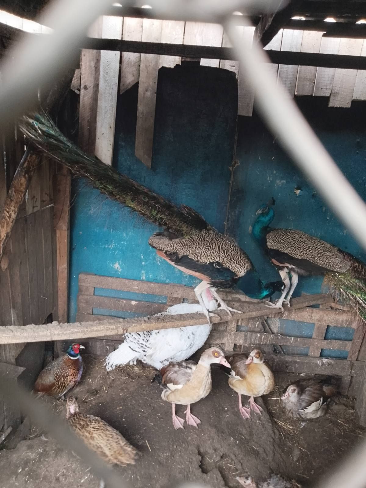 Продам павлін нільський гусь