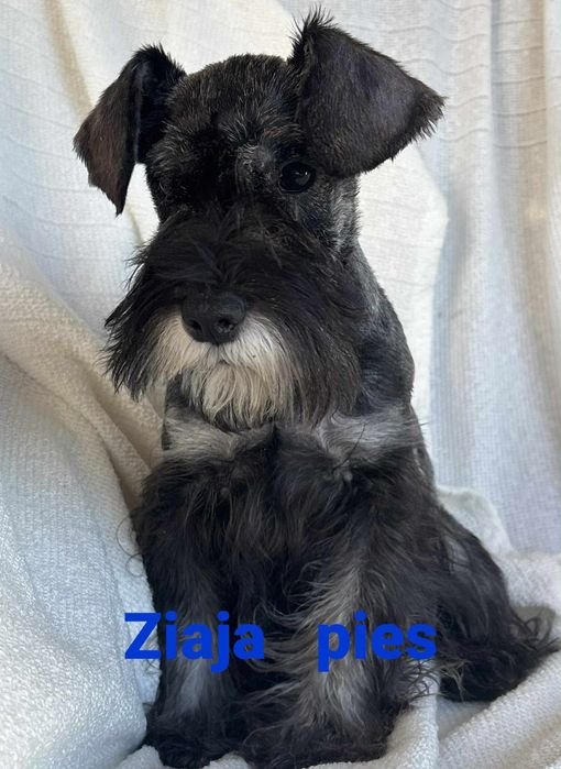 Sznaucer miniatura miniaturowy