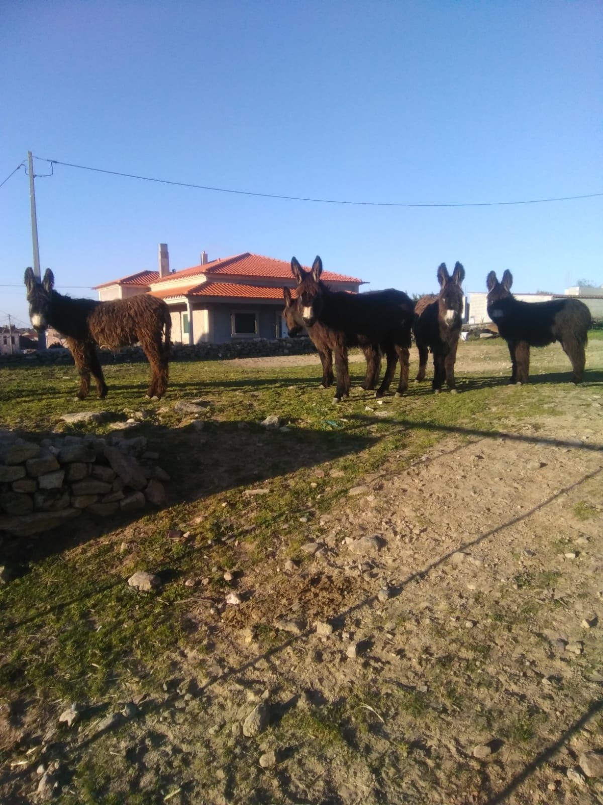 2 burrecos cruzados de mirandês