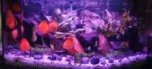 Ryby Paletki Red Royal, Red Melon, Leopard, Blue Diamond